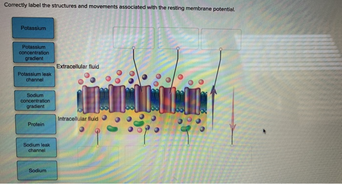 resting membrane potential quizlet