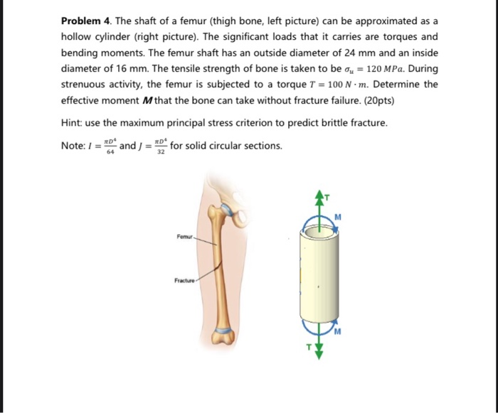 Which Part of the Bone is a Hollow Cylinder That Makes the Bone Strong  