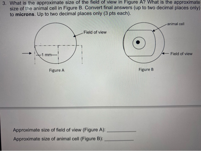 3 What Is The Approximate Size Of The Field Of View Chegg Com