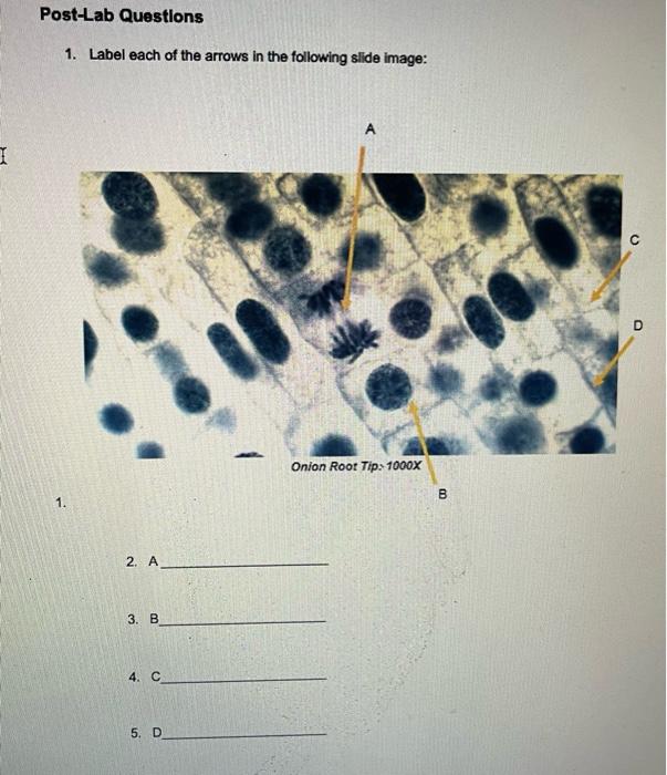 Solved Cell Structure and Function PRE-LAB QUESTIONS 1. | Chegg.com