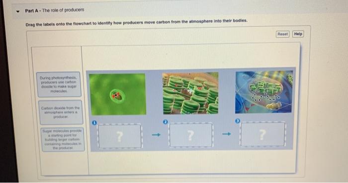 Solved Part A The Role Of Producers Drag The Labels Onto Chegg