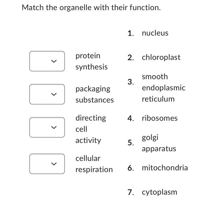 Solved Match the organelle with their function. 1. nucleus | Chegg.com