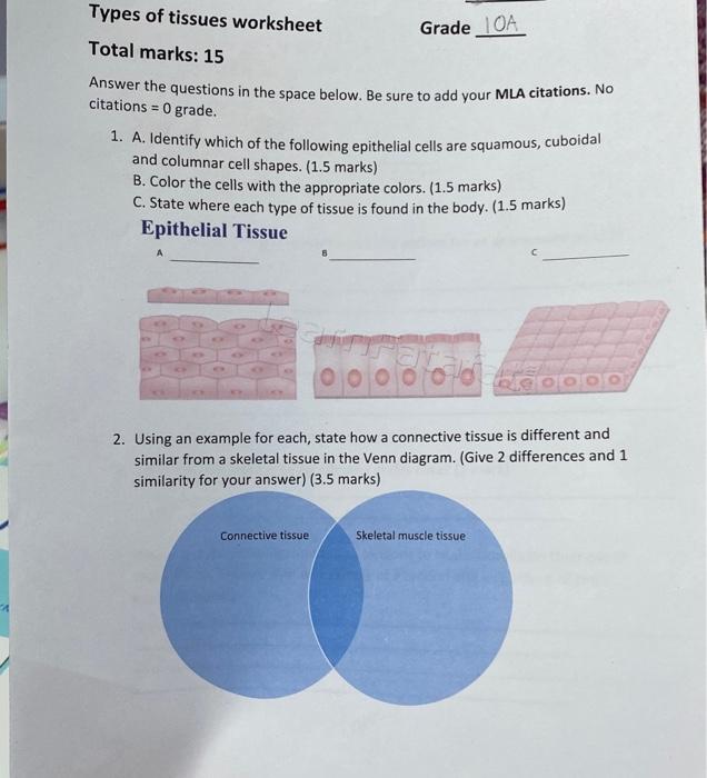 coloring shape epithelial tissue