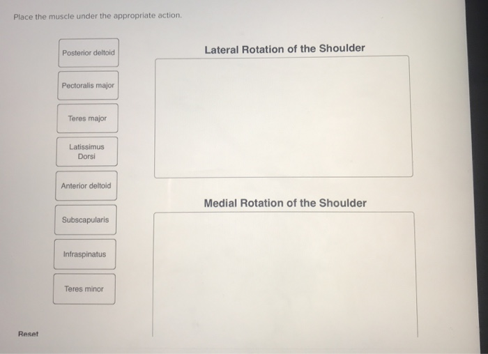 Solved Place the muscle under the appropriate action