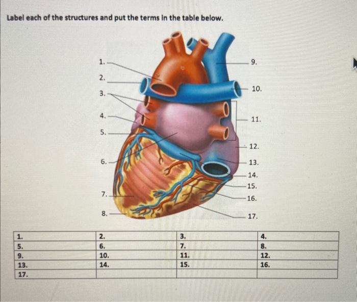 Solved Label each of the structures and put the terms in the | Chegg.com