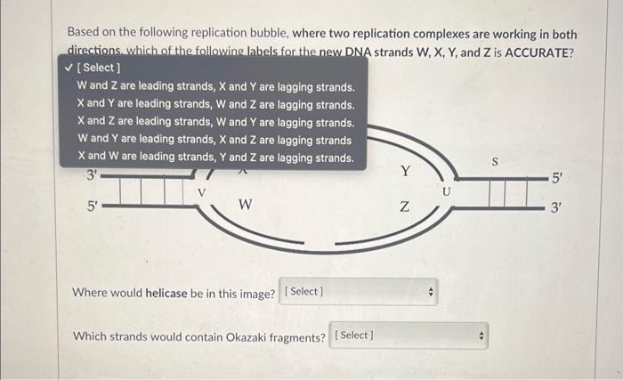 Based on the following replication bubble, where two replication complexes are working in both
Where would helicase be in thi