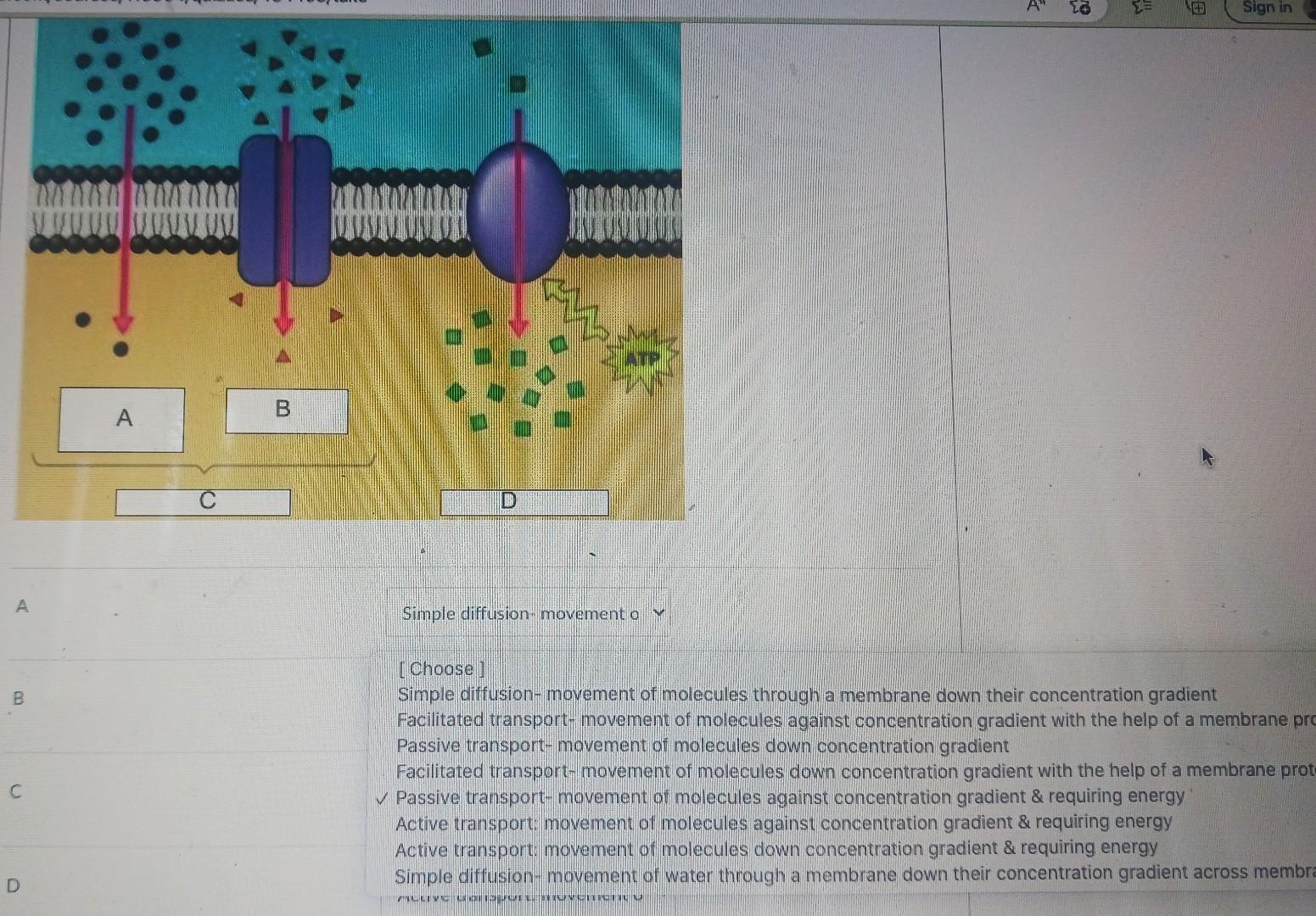 Solved Simple diffusion-movement o γ [Choose] Simple | Chegg.com