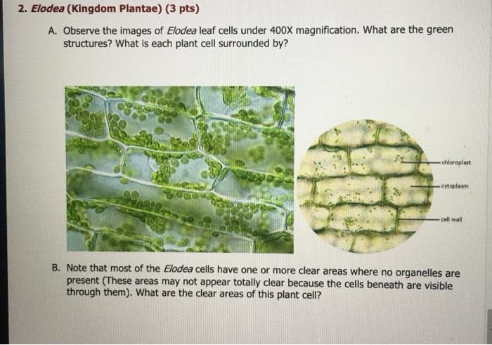 elodea cell under microscope