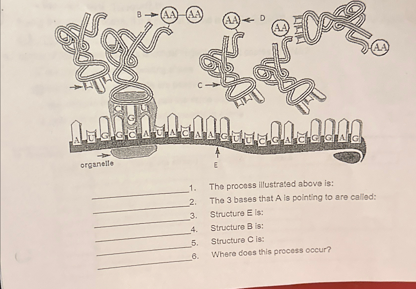 Solved The process illustrated above is:The 3 ﻿bases that A | Chegg.com