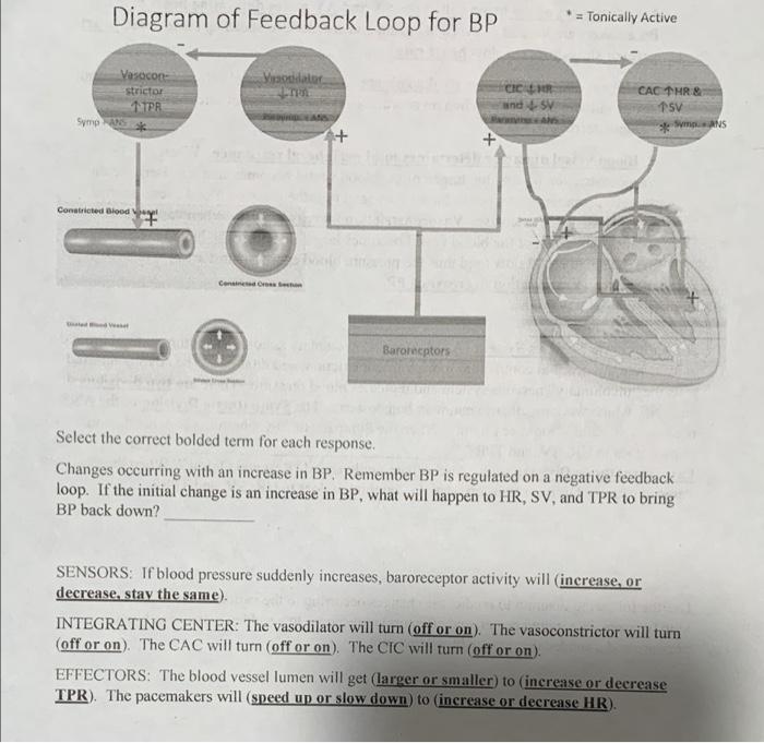 Solved Diagram Of Feedback Loop For Bp Tonically Active Chegg Com