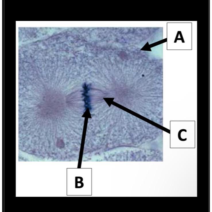 Solved Based on the image below, what stage of mitosis is | Chegg.com