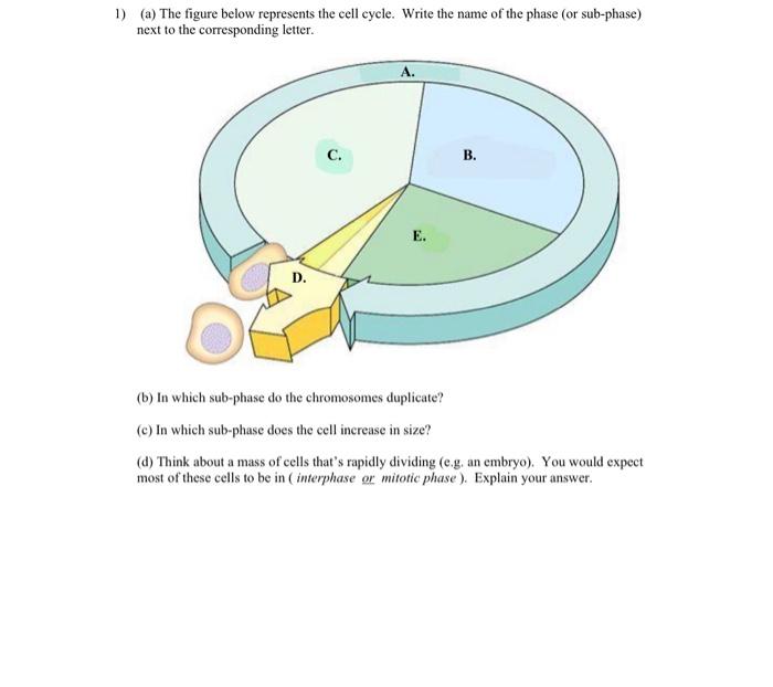 solved-1-a-the-figure-below-represents-the-cell-cycle-chegg