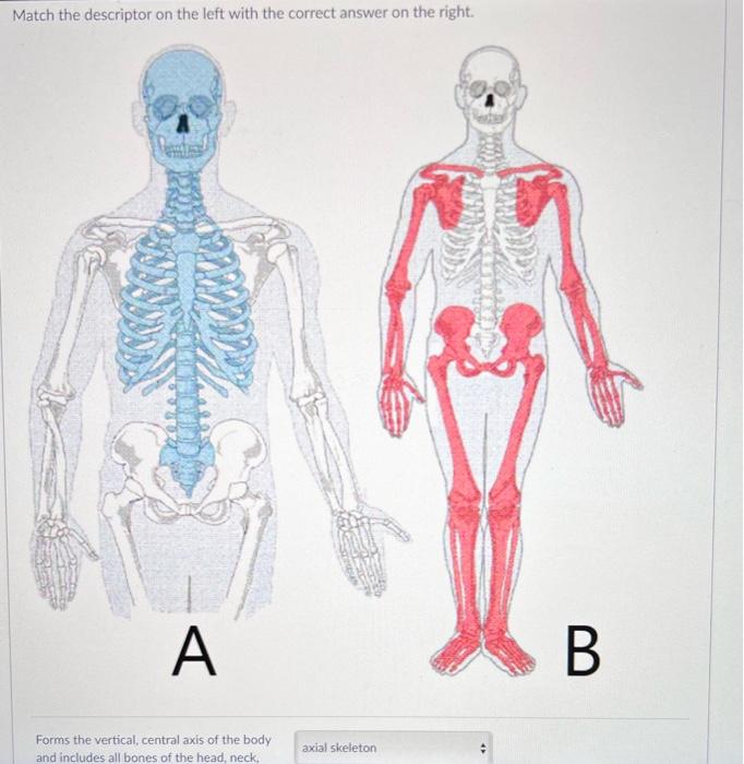 Solved Match the descriptor on the left with the correct | Chegg.com