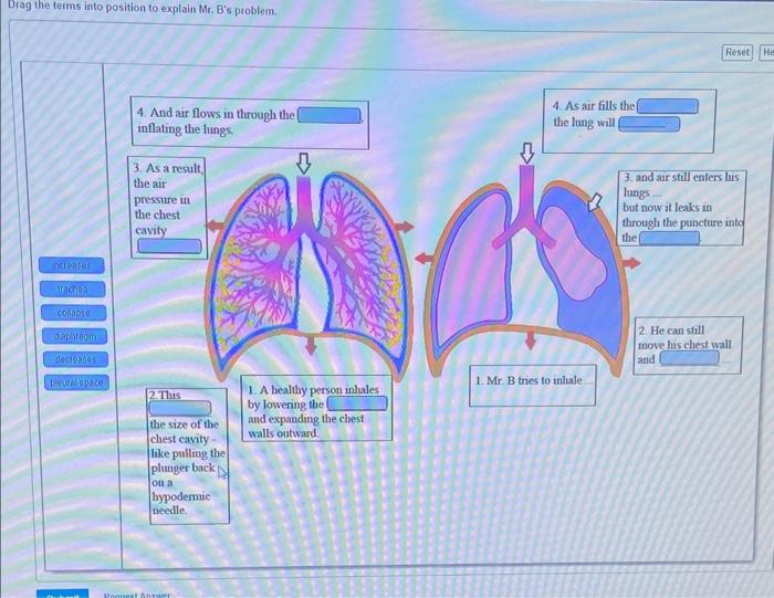 Solved Drag The Terms Into Position To Explain Mr. B's | Chegg.com