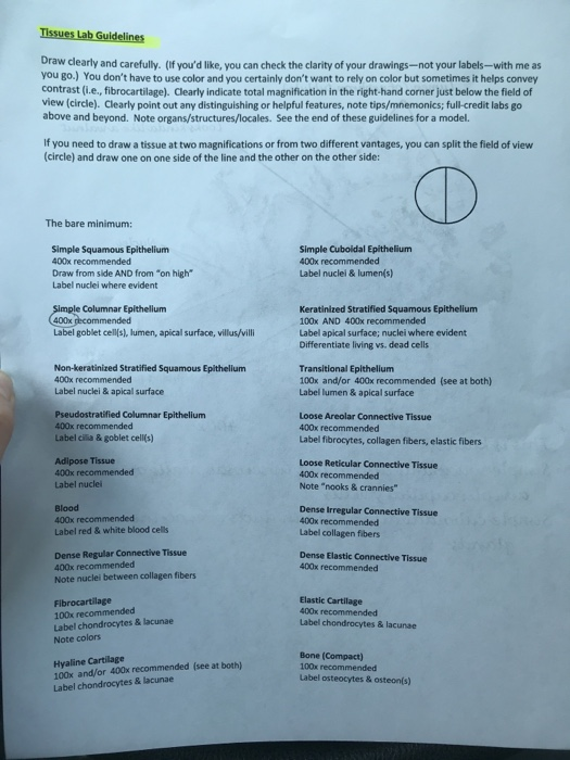 Solved Tissues Lab Guidelines Draw Clearly And Carefully Chegg Com