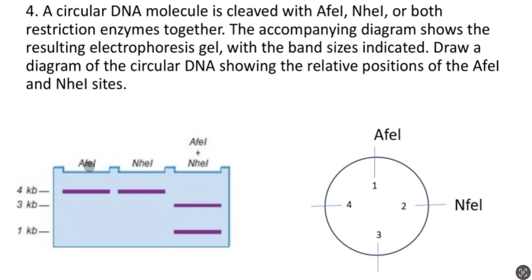Solved A circular DNA molecule is cleaved with Afel, Nhel, | Chegg.com