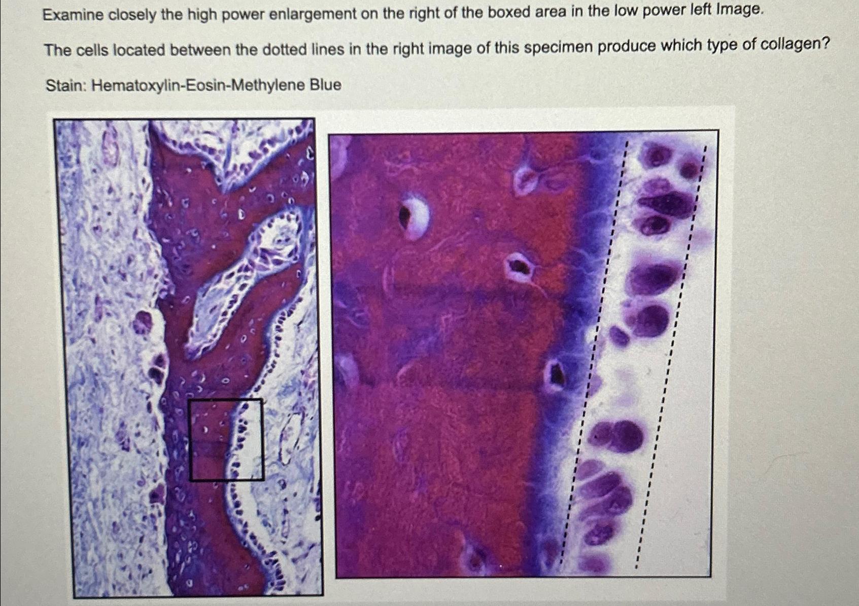 Solved Examine closely the high power enlargement on the | Chegg.com