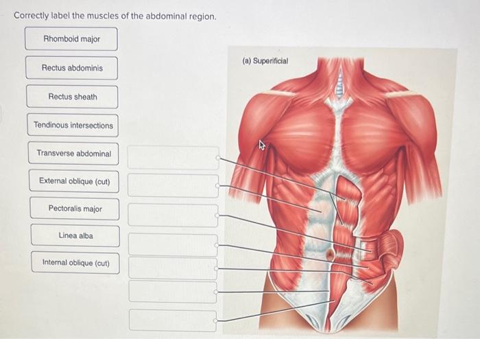 Correctly label the muscles of the abdominal region.