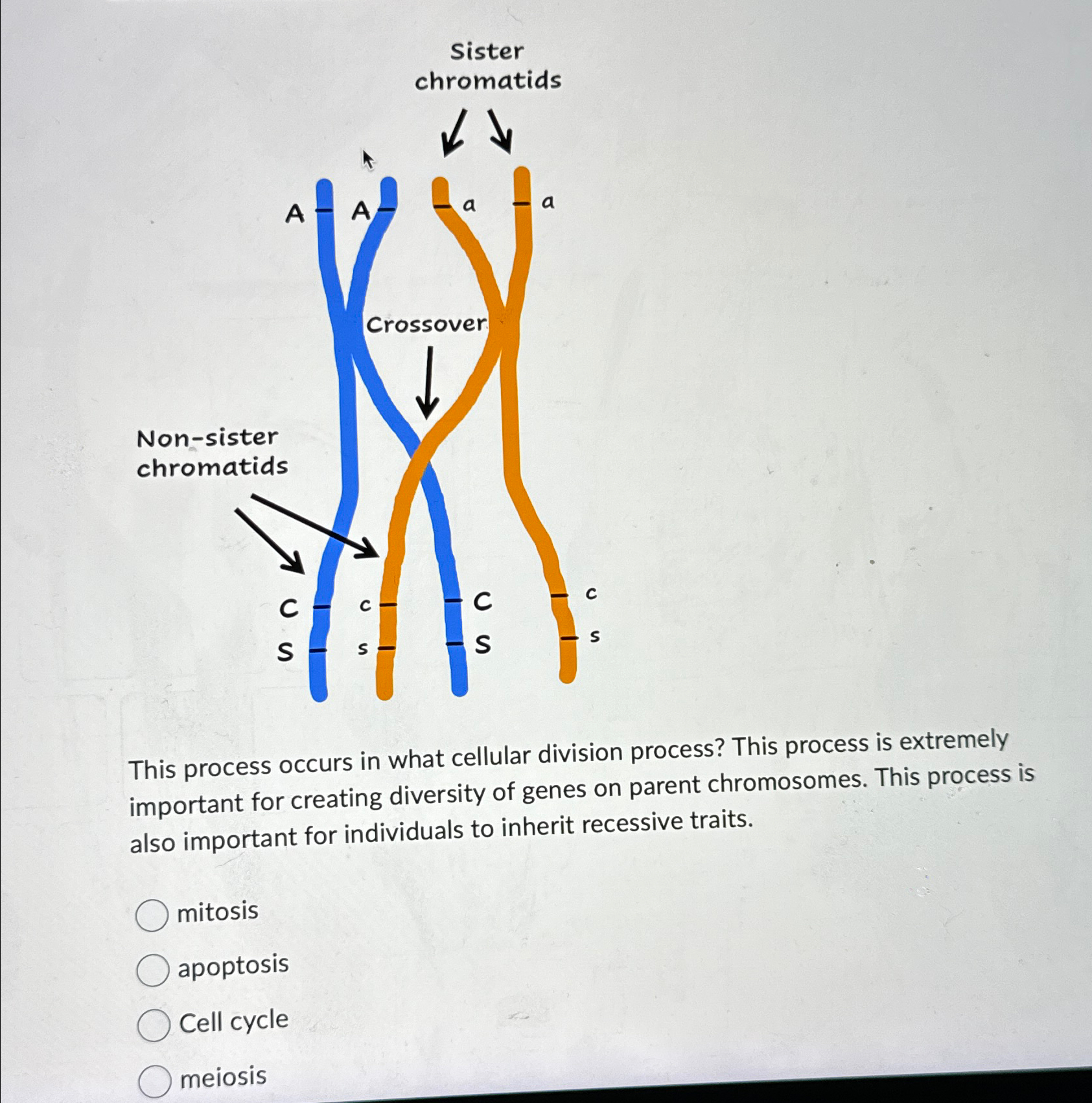 Solved This process occurs in what cellular division | Chegg.com