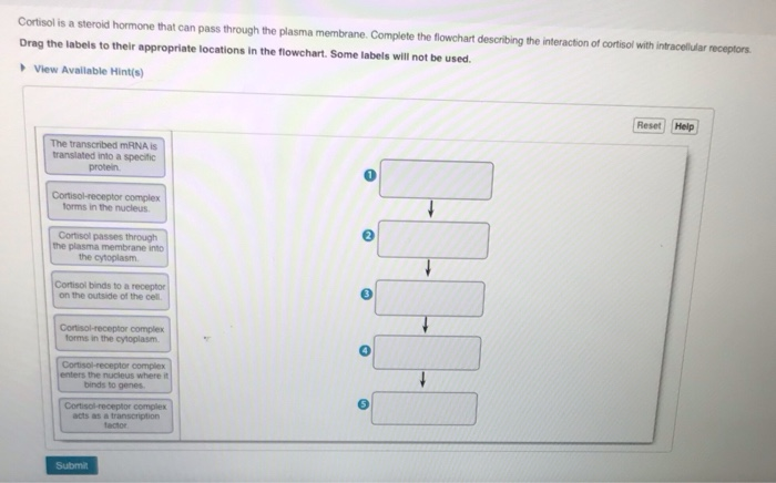 Solved Cortisol Is A Steroid Hormone That Can Pass Throug Chegg Com