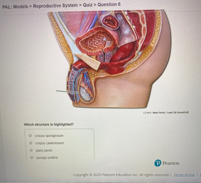 Pal Models Reproductive System Quiz Questio Chegg Com