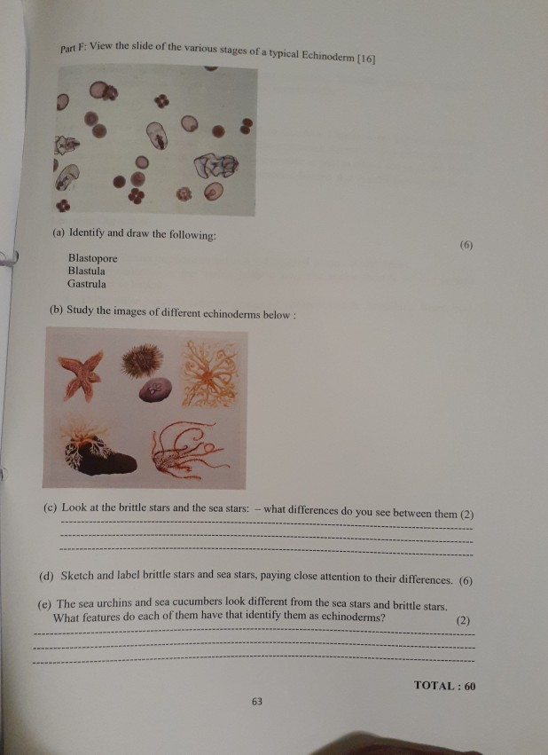 Solved Construct a basic dichotomous key to identify | Chegg.com