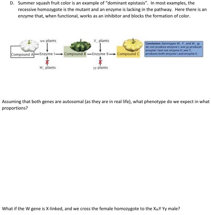 Solved D. Summer squash fruit color is an example of