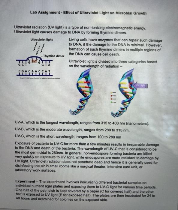 Solved Lab Assignment - Effect of Ultraviolet Light on | Chegg.com