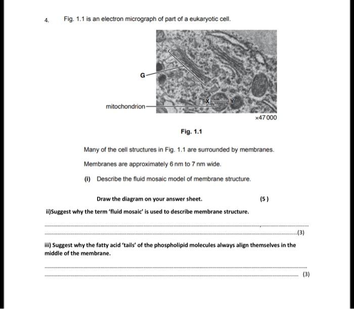Solved 4. Fig. 1.1 is an electron micrograph of part of a | Chegg.com