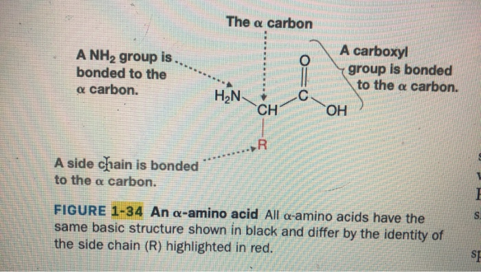 aspartic acid r group