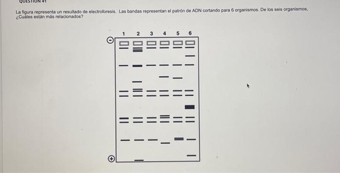 La figura representa un resultado de electroforesis. Las bandas representan el patrón de ADN cortando para 6 organismos. De l