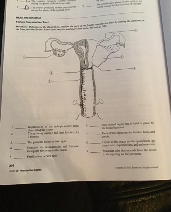 Solved 4. READ TRE DLMCRAM Female Reproductive Tract 3. The | Chegg.com