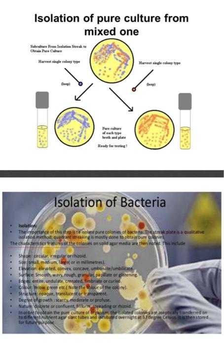 Solved write a lab report on identification of bacteria | Chegg.com