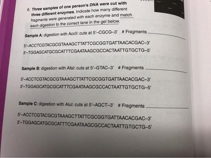 Solved 6. Three samples of one person's DNA were cut with | Chegg.com