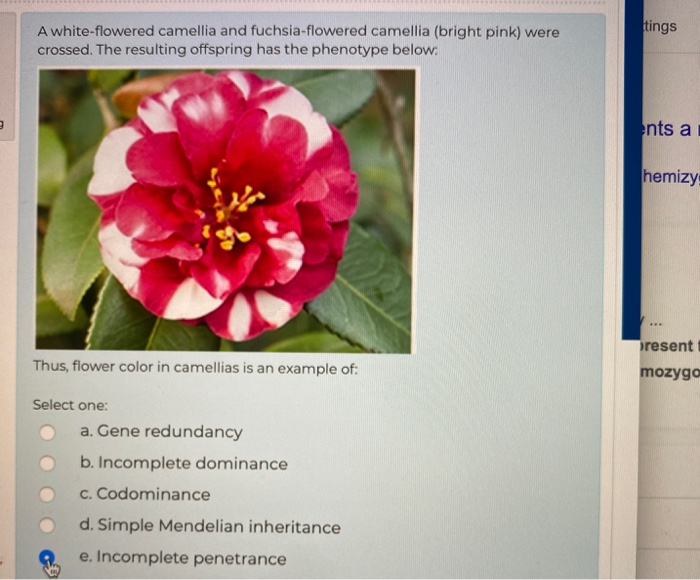 Solved tings A white-flowered camellia and fuchsia-flowered 