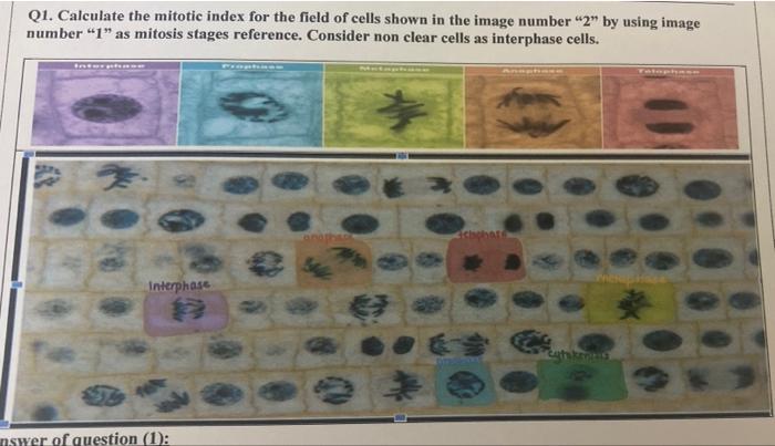 Solved Q1. Calculate the mitotic index for the field of Biology Diagrams