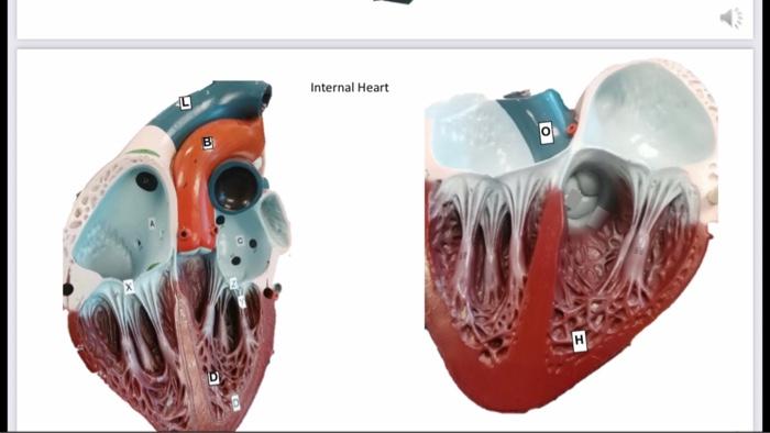 Solved Anatomy of the Cardiovascular System EXERCISE 5. | Chegg.com