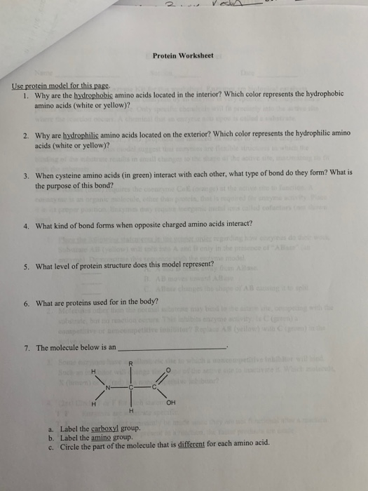 Protein Worksheet Use protein model for this page 1. | Chegg.com