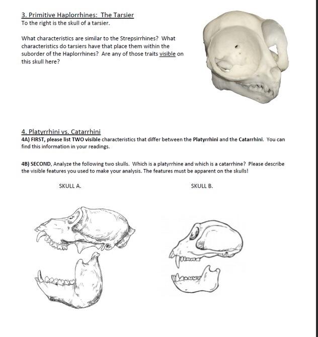 3. Primitive Haplorrhines: The Tarsier To the right | Chegg.com