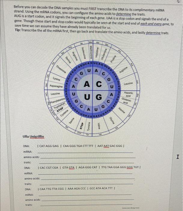 How Dna Determines Traits Worksheet Answer Key Vanessa Jason