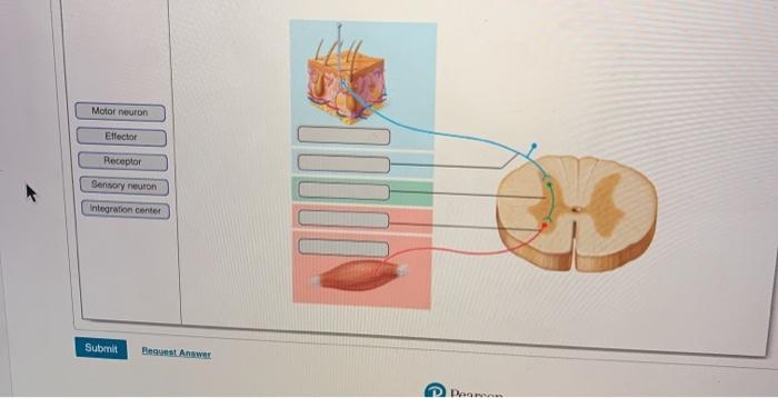 Solved Motor neuron Effector Receptor Sensory neuron | Chegg.com