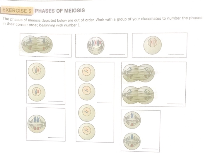 Solved EXERCISE 5 PHASES OF MEIOSIS The phases of meiosis | Chegg.com