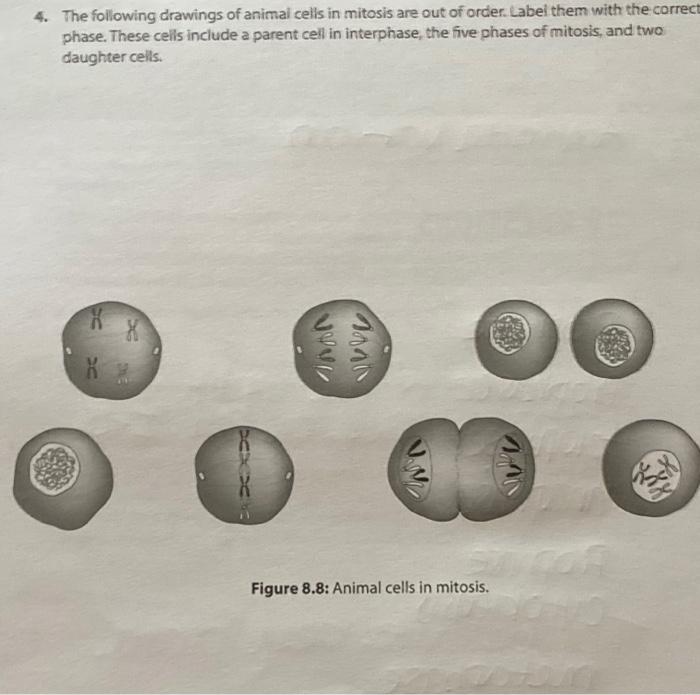 Solved 4. The following drawings of animal cells in mitosis | Chegg.com