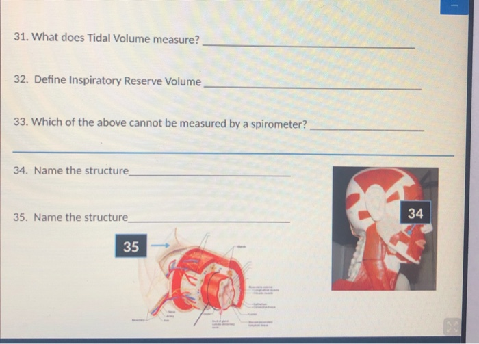 solved-31-what-does-tidal-volume-measure-32-define-chegg