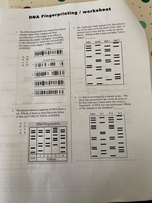 Solved DNA Fingerprinting / worksheet 3. Mrs. Smich has a | Chegg.com
