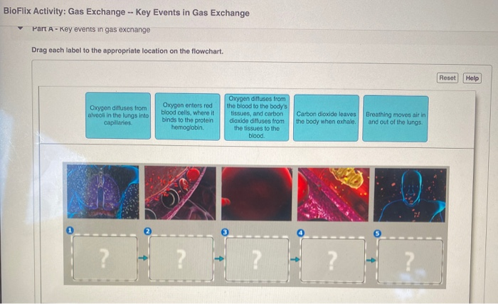 Solved BioFlix Activity Gas Exchange Key Events In Gas Chegg