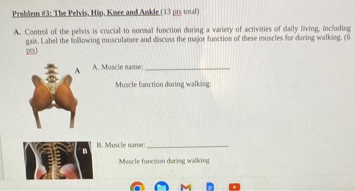 We have now moved into the functional anatomy portion Biology Diagrams
