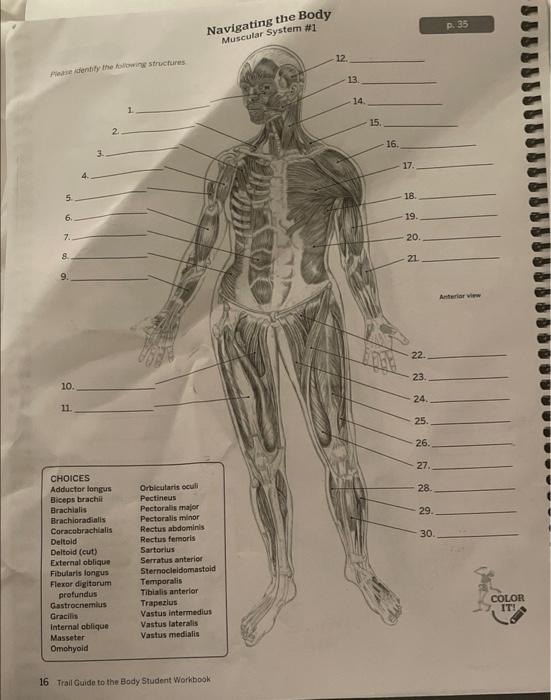 Solved Navigating the Body Muscular System #1  Trail Guide