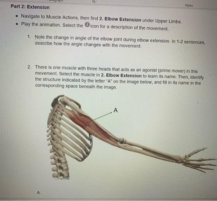 Solved Part 2: Extension Styles • Navigate to Muscle 