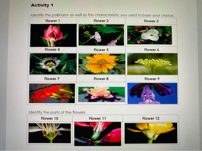 Activity 1 Identify The Pollinator As Well As The Chegg Com